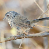 Wrentit